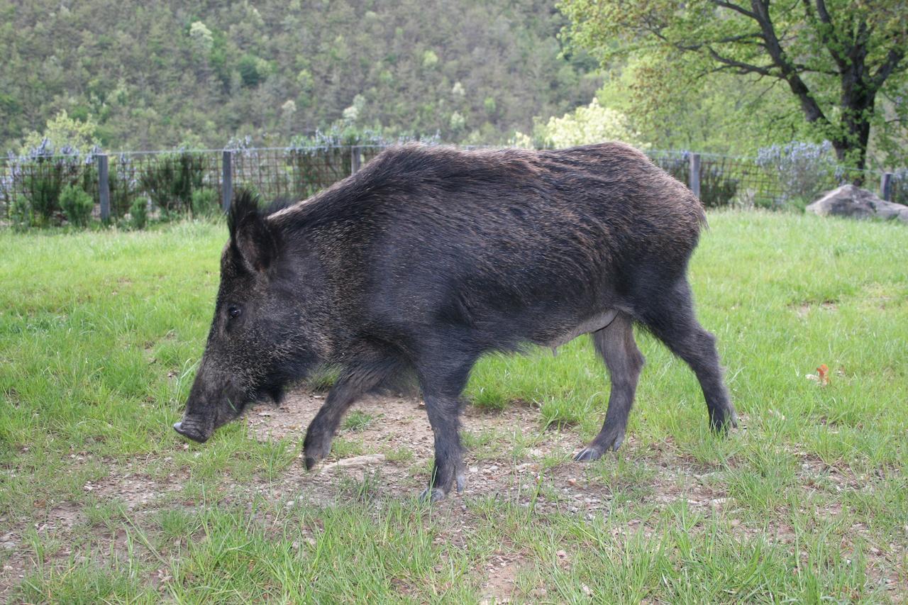 Вілла Podere Pian De' Cortini Serravalle  Екстер'єр фото